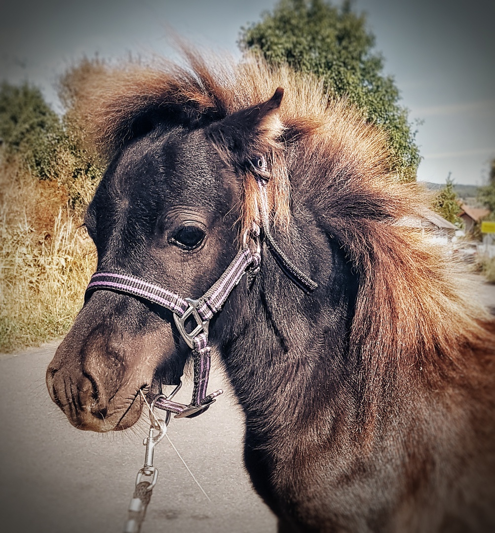 Ponyreiten