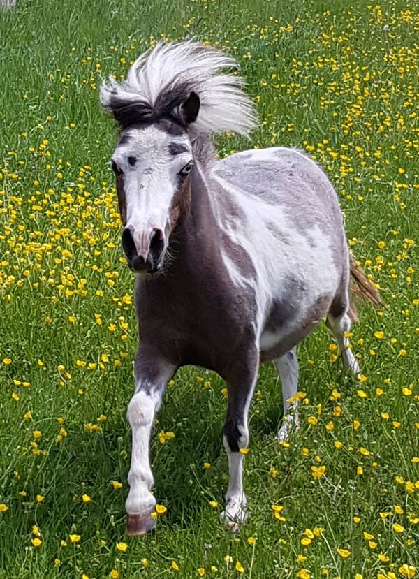 Therapiepferd pro Besuch