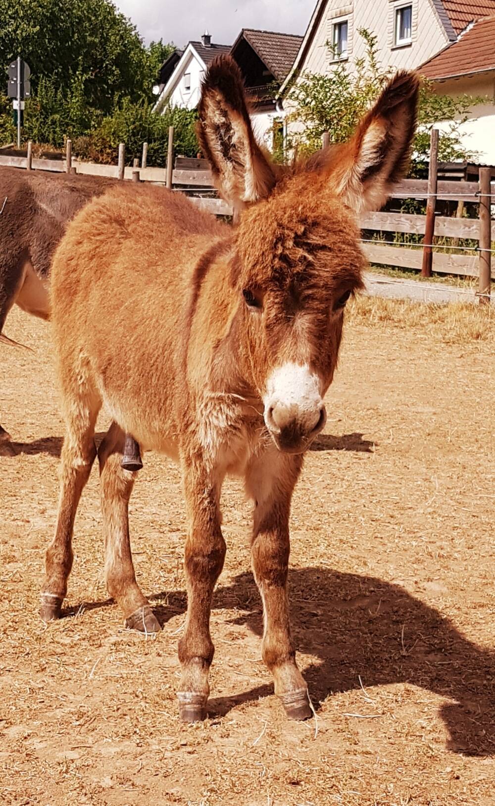 Kindergeburtstag auf dem Avarellahof 15 Kinder