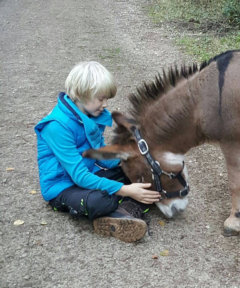 Esel kuscheln