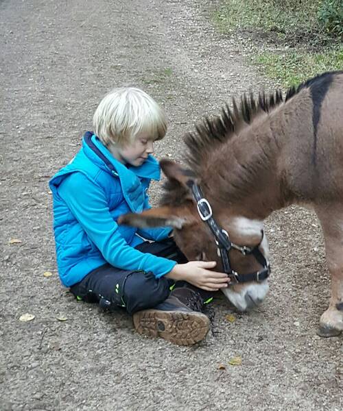 Esel kuscheln Esel kuscheln bis 12 Jahre